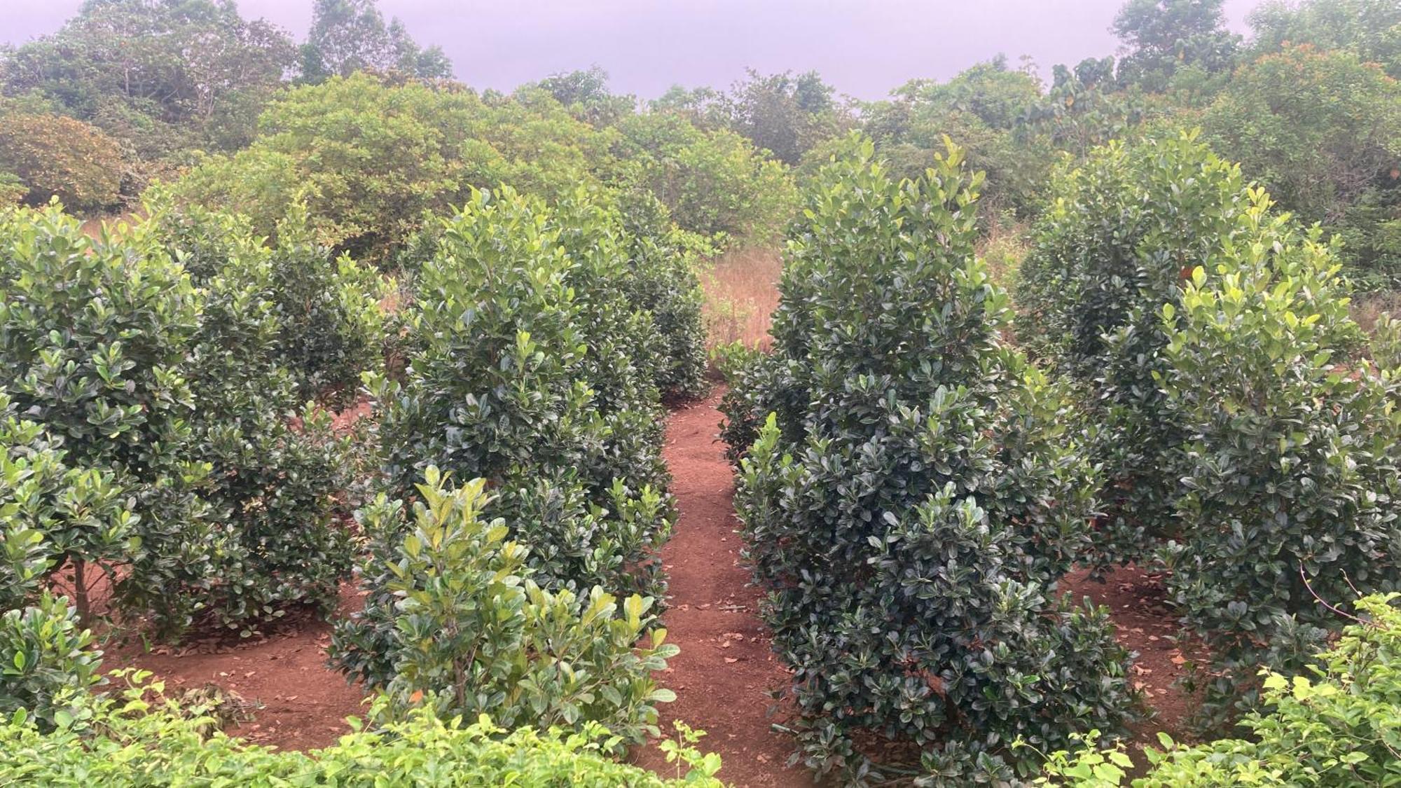 PāppinisseriMo'S Agro别墅 外观 照片